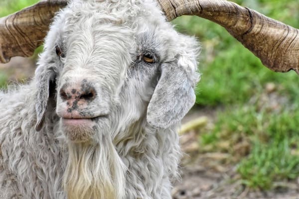 Kashmir goat